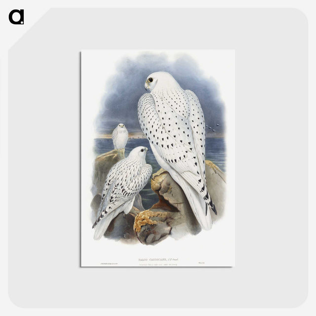 1-11_John-Gould_postcard