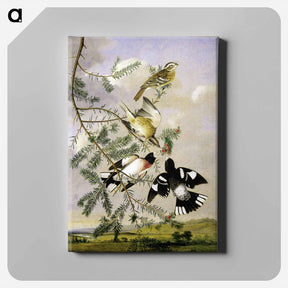 アートパネル-Rose-Breasted Grosbeak
 - ジョン ジェームス オーデュボン Canvas.