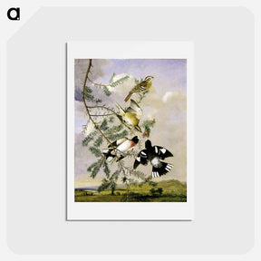 アートポストカード-Rose-Breasted Grosbeak
 - ジョン ジェームス オーデュボン Postcard.
