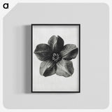 1-11_Karl-Blossfeldt_blk-crop