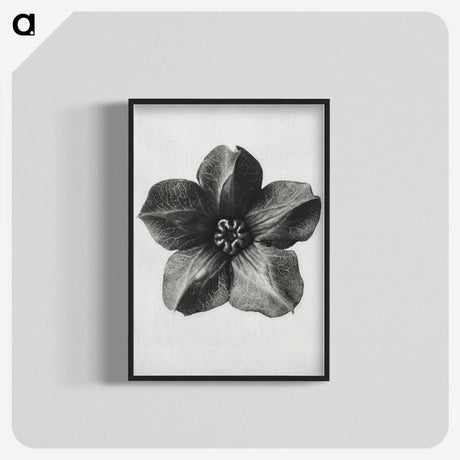 1-11_Karl-Blossfeldt_blk-crop