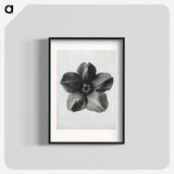 1-11_Karl-Blossfeldt_blk