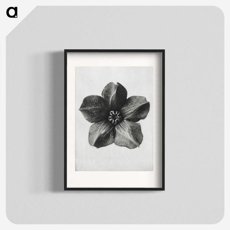 1-11_Karl-Blossfeldt_blk