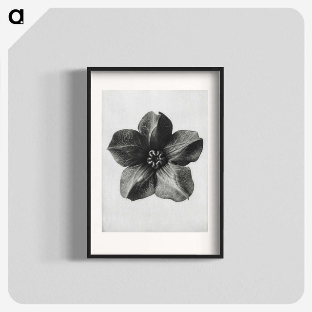 1-11_Karl-Blossfeldt_blk