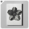1-11_Karl-Blossfeldt_canvas