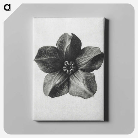 1-11_Karl-Blossfeldt_canvas