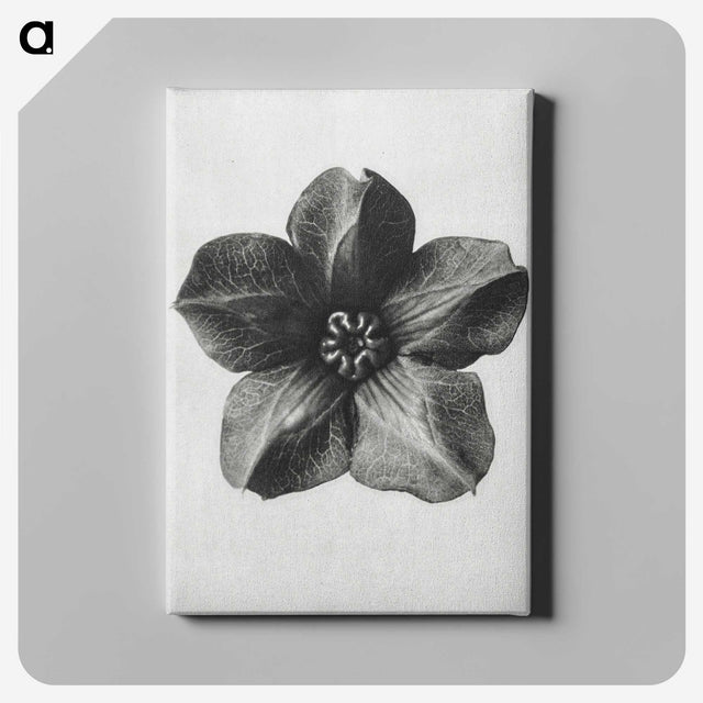 1-11_Karl-Blossfeldt_canvas