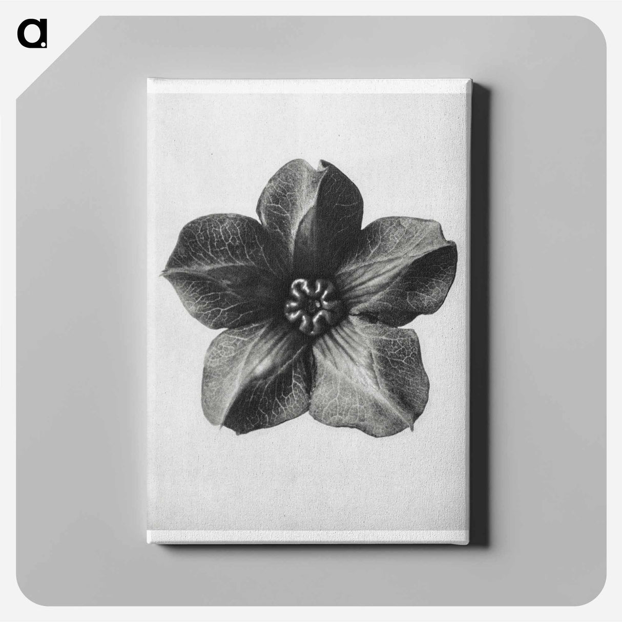 Cobea scandens (Mexican Ivy) calyx enlarged 4 times - Karl Blossfeldt Canvas.