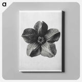 Cobea scandens (Mexican Ivy) calyx enlarged 4 times - Karl Blossfeldt Canvas.