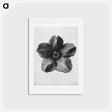 アートポストカード-Cobea scandens (Mexican Ivy) calyx enlarged 4 times - カール ブロスフェルト Postcard.