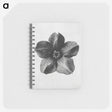 1-11_Karl-Blossfeldt_memo