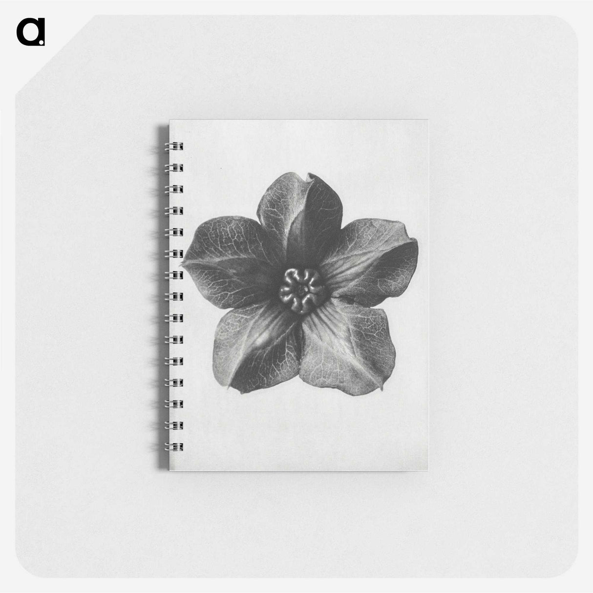 1-11_Karl-Blossfeldt_memo