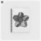 1-11_Karl-Blossfeldt_memo