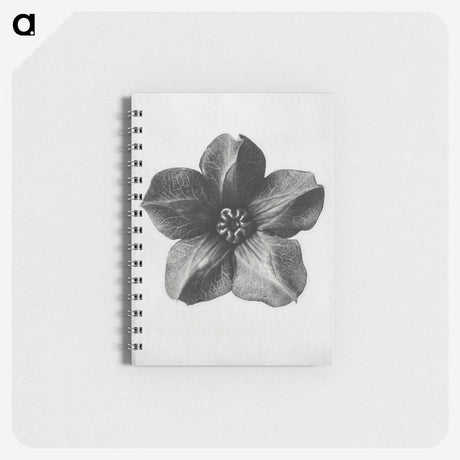 1-11_Karl-Blossfeldt_memo