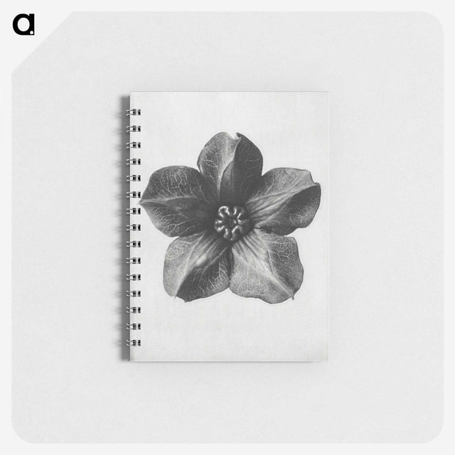 1-11_Karl-Blossfeldt_memo