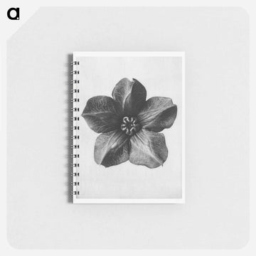 Cobea scandens (Mexican Ivy) calyx enlarged 4 times - カール ブロスフェルト Memo.