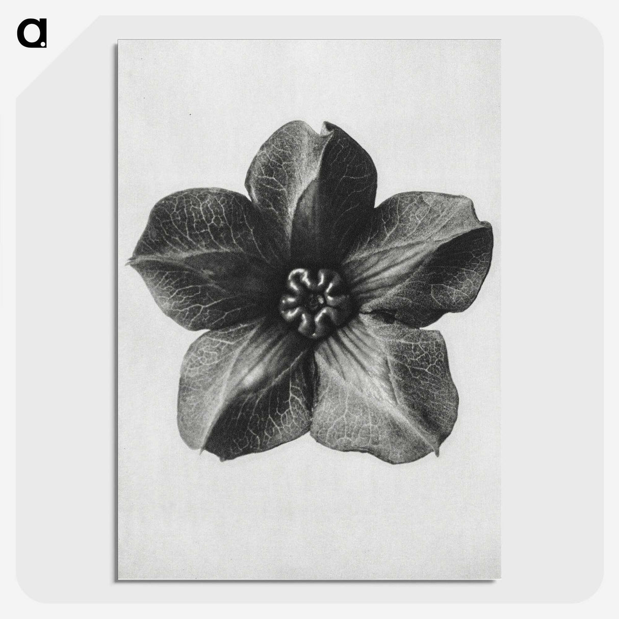 1-11_Karl-Blossfeldt_picture-crop