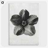 1-11_Karl-Blossfeldt_picture-crop