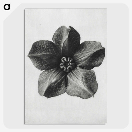 1-11_Karl-Blossfeldt_picture-crop
