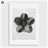 1-11_Karl-Blossfeldt_picture