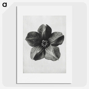 1-11_Karl-Blossfeldt_picture