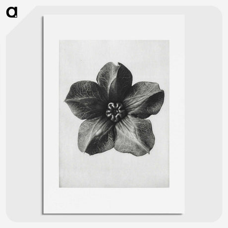 1-11_Karl-Blossfeldt_picture