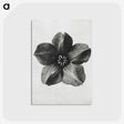 1-11_Karl-Blossfeldt_postcard