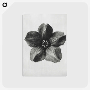 1-11_Karl-Blossfeldt_postcard