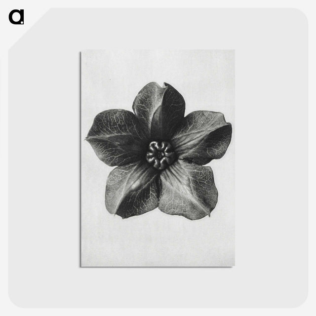 1-11_Karl-Blossfeldt_postcard