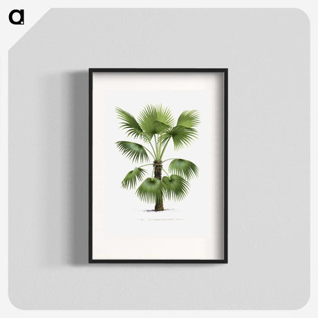 1-11_Les-Palmiers-Histoire-Iconographique_blk