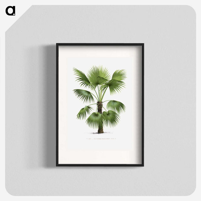 1-11_Les-Palmiers-Histoire-Iconographique_blk