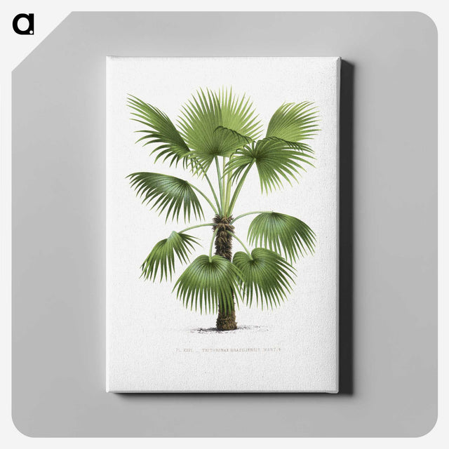 1-11_Les-Palmiers-Histoire-Iconographique_canvas
