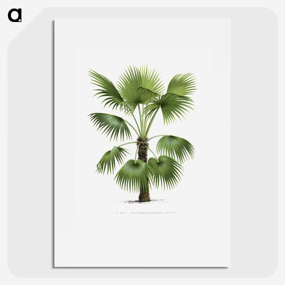1-11_Les-Palmiers-Histoire-Iconographique_picture