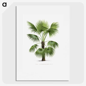 1-11_Les-Palmiers-Histoire-Iconographique_picture