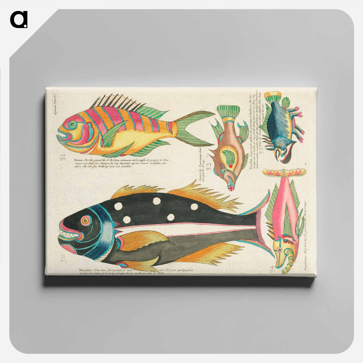 アートパネル-Moluccan Fishes
 - ルイ ルナール Canvas.