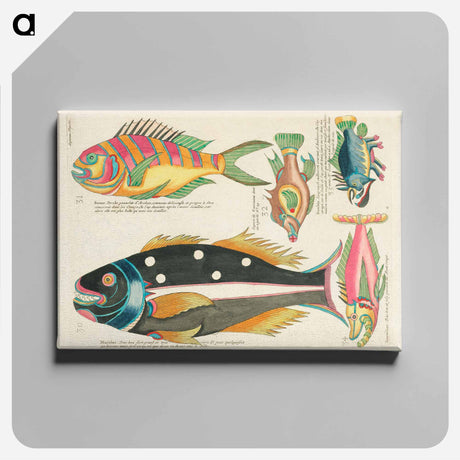 アートパネル-Moluccan Fishes
 - ルイ ルナール Canvas.