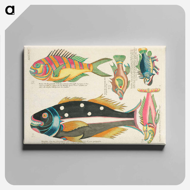 アートパネル-Moluccan Fishes
 - ルイ ルナール Canvas.