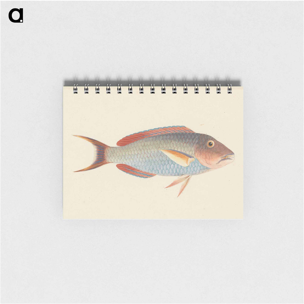 Unidentified Fish
 - ルイージ バルガーニ Memo.