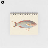 Unidentified Fish
 - ルイージ バルガーニ Memo.