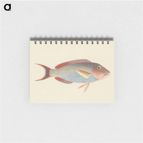 アートメモ帳-Unidentified Fish
 - ルイージ バルガーニ Memo.