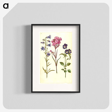 1-11_Maria-Sibylla-Merian_blk