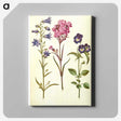 1-11_Maria-Sibylla-Merian_canvas