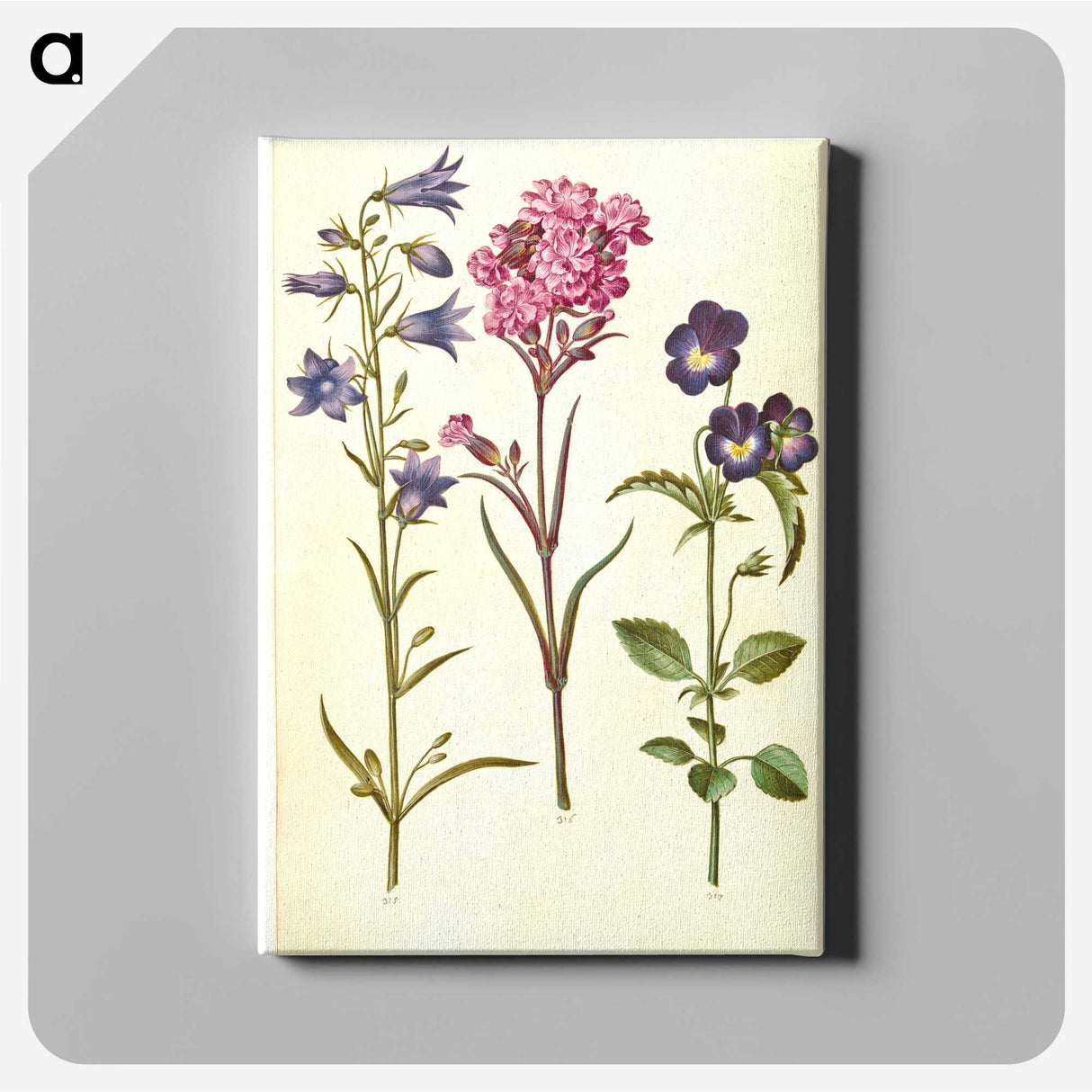 1-11_Maria-Sibylla-Merian_canvas
