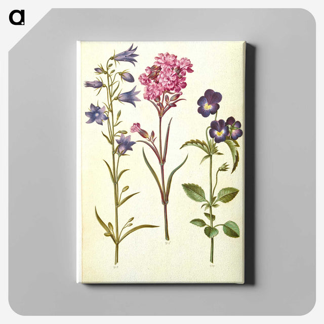 1-11_Maria-Sibylla-Merian_canvas