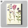 アートパネル-Campanula, Silene, and Viola
 - マリア ジビーラ メーリアン Canvas.