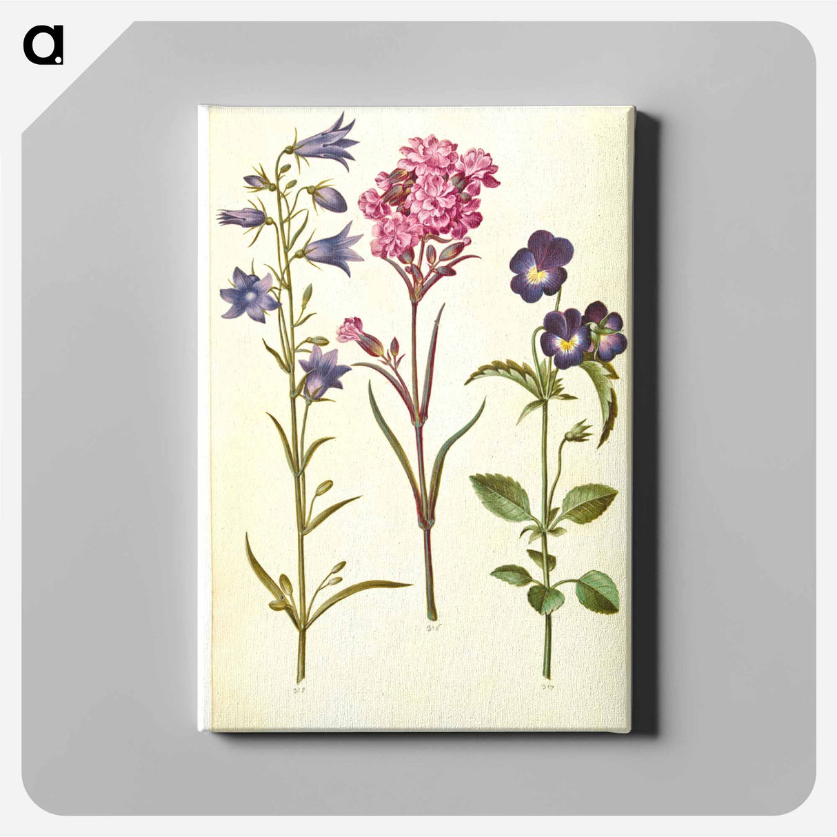 アートパネル-Campanula, Silene, and Viola
 - マリア ジビーラ メーリアン Canvas.
