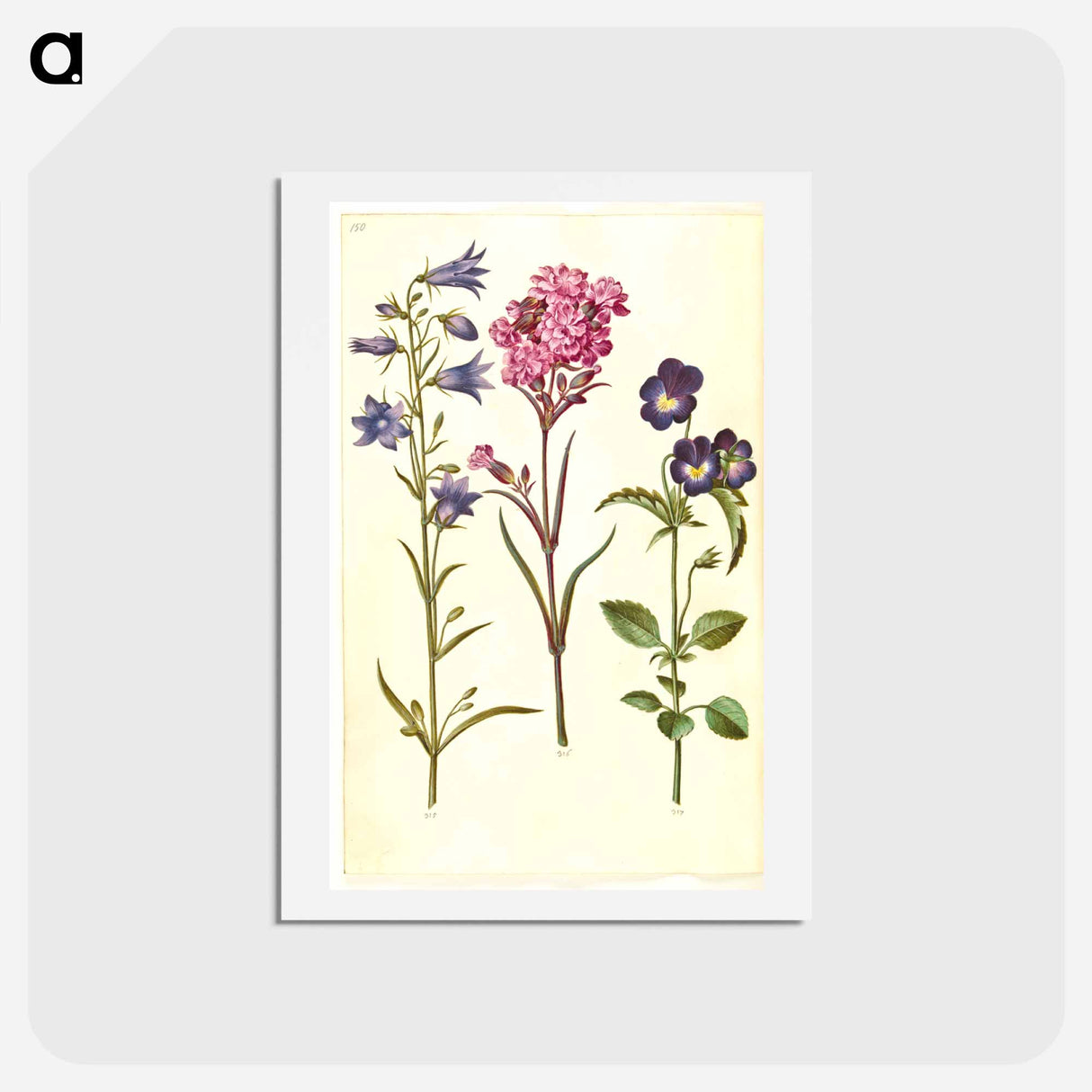 アートポストカード-Campanula, Silene, and Viola
 - マリア ジビーラ メーリアン Postcard.