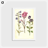 アートポストカード-Campanula, Silene, and Viola
 - マリア ジビーラ メーリアン Postcard.