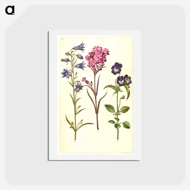 アートポストカード-Campanula, Silene, and Viola
 - マリア ジビーラ メーリアン Postcard.