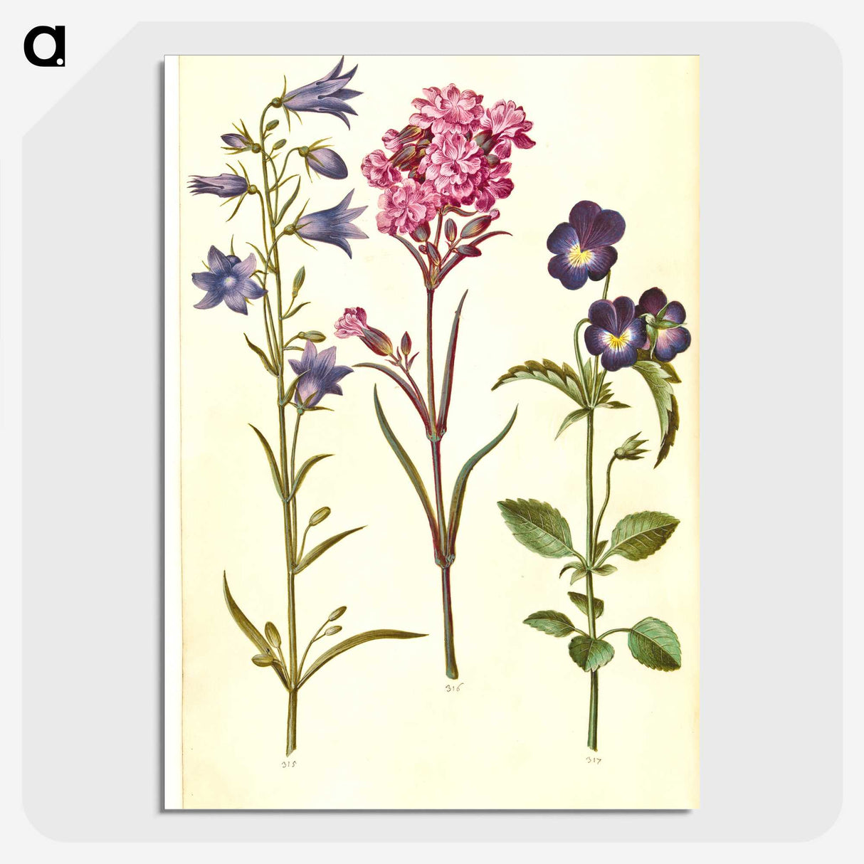 1-11_Maria-Sibylla-Merian_picture-crop